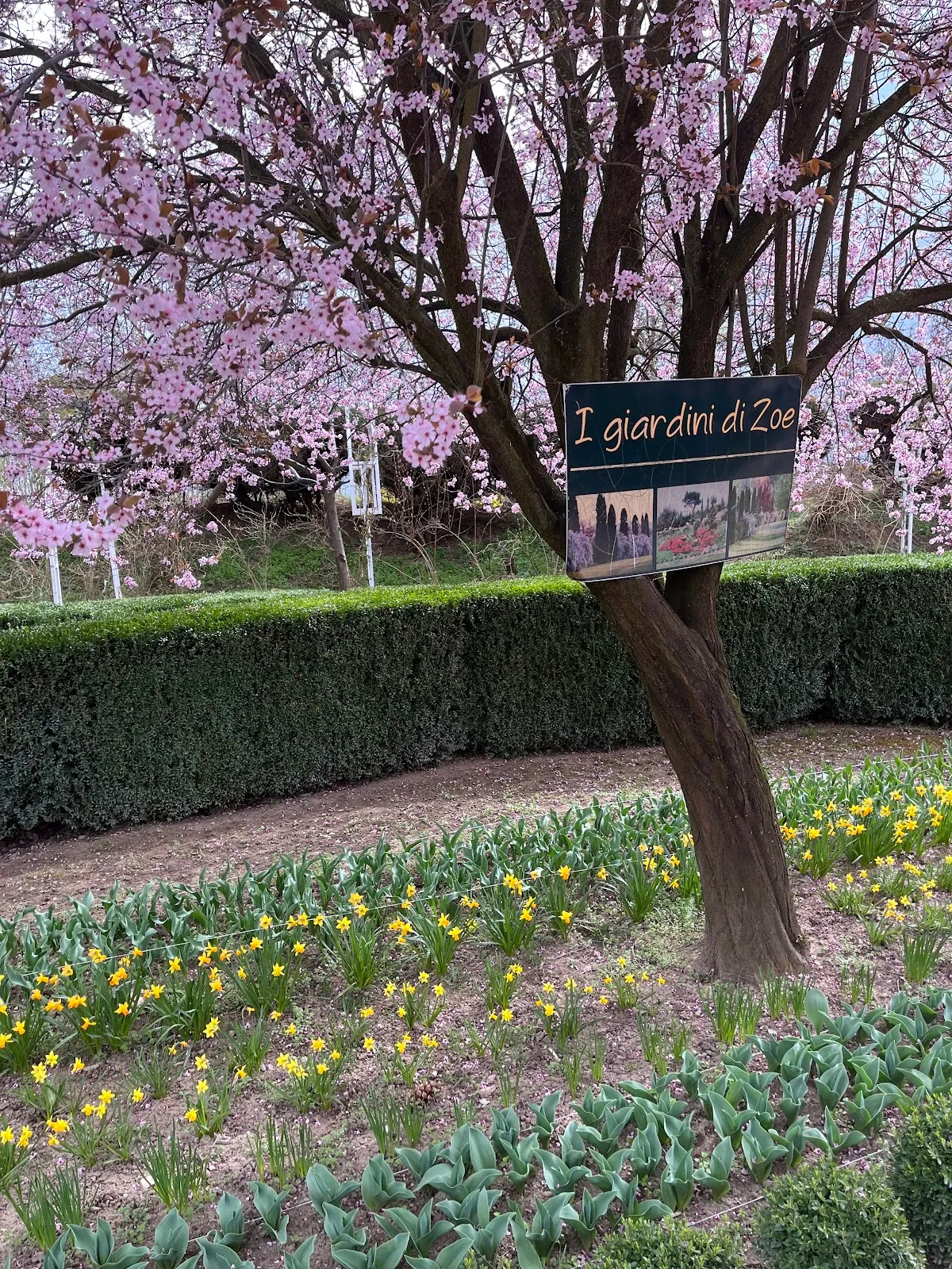 I Giardini di Zoe - 4 I Giardini di Zoe - 4