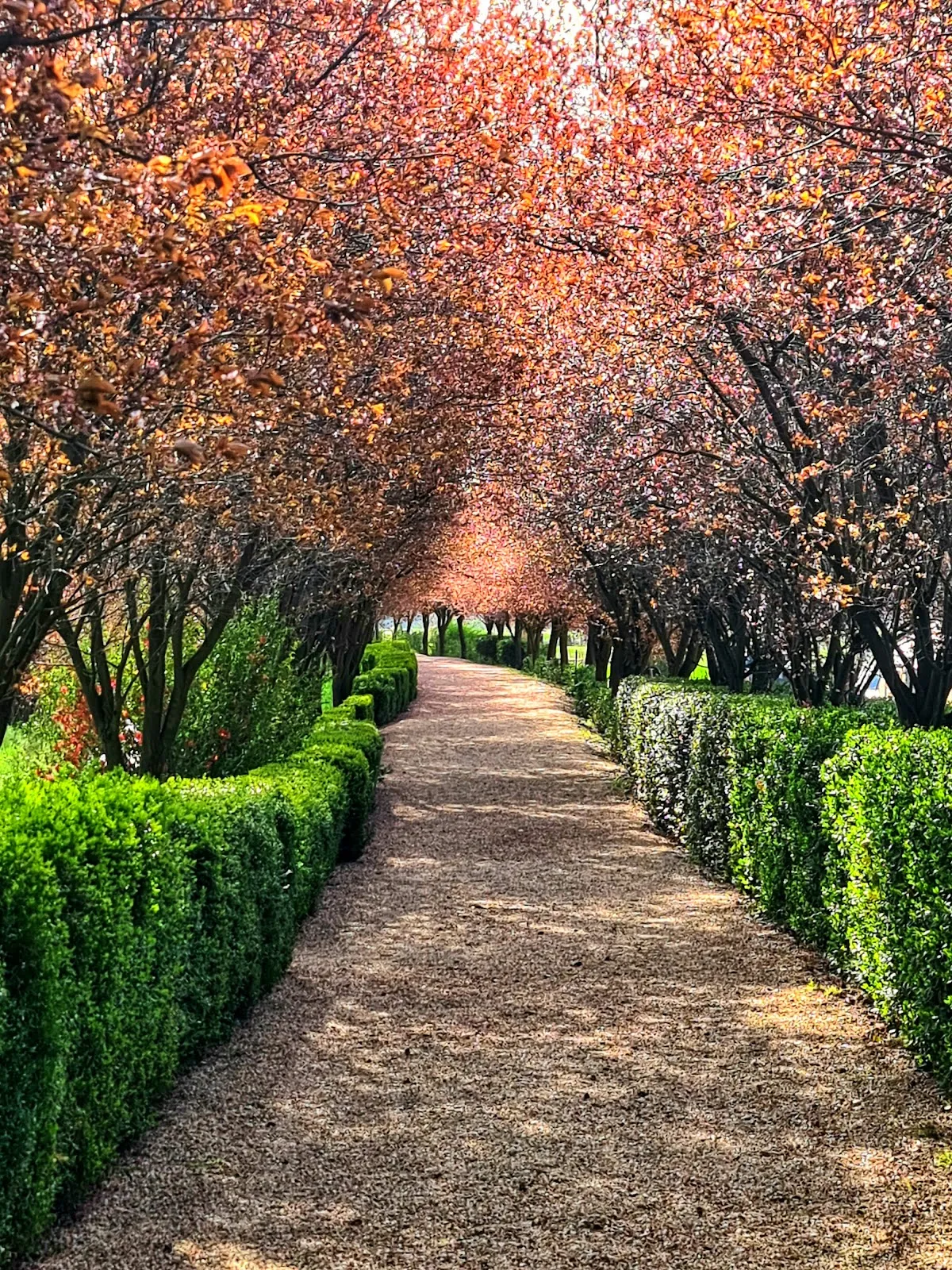 I Giardini di Zoe - 5 I Giardini di Zoe - 5