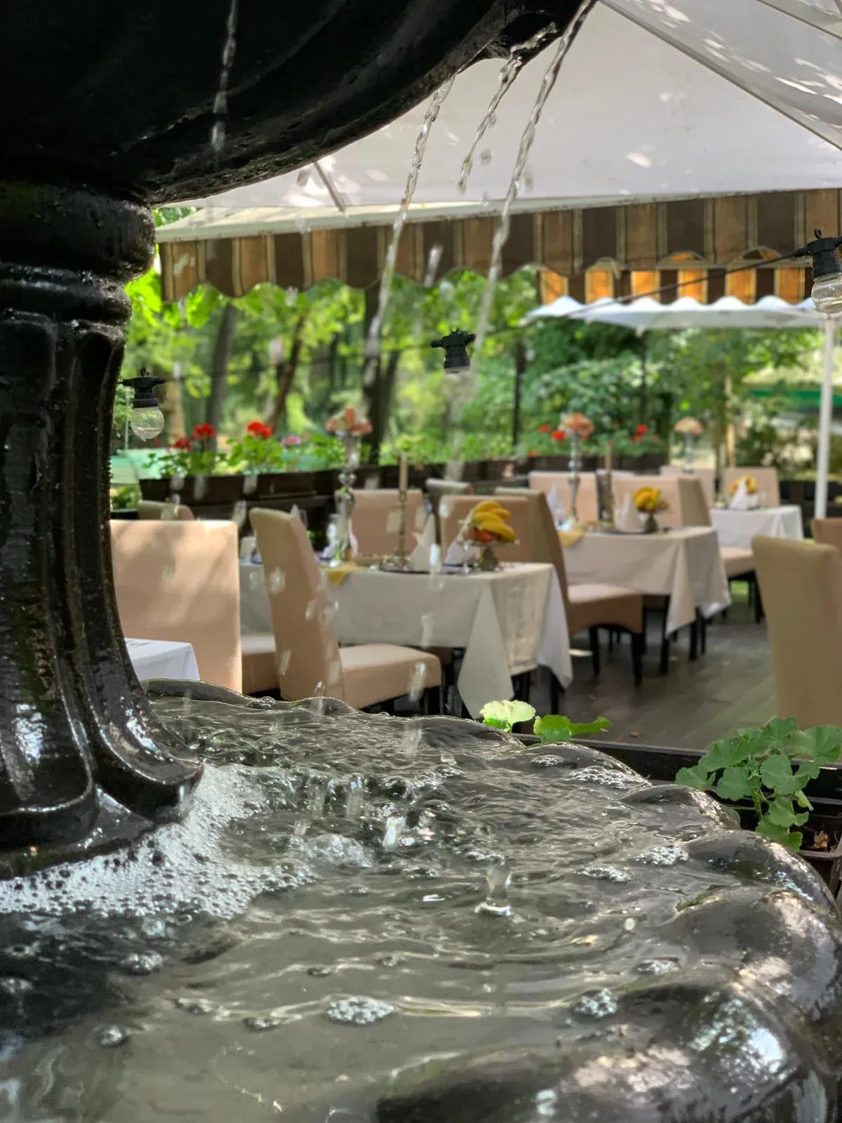 Restaurant Dines - fotografie 5